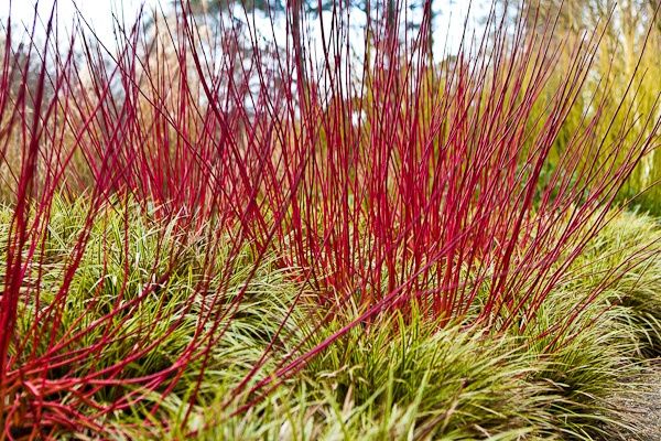 Cornus Alba Elegantissima BambooPlants ca