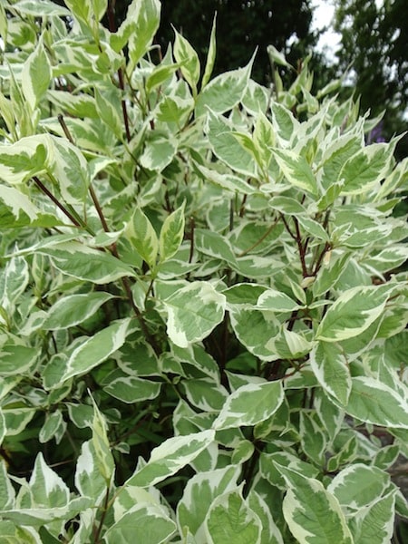 Cornus Alba Elegantissima BambooPlants ca
