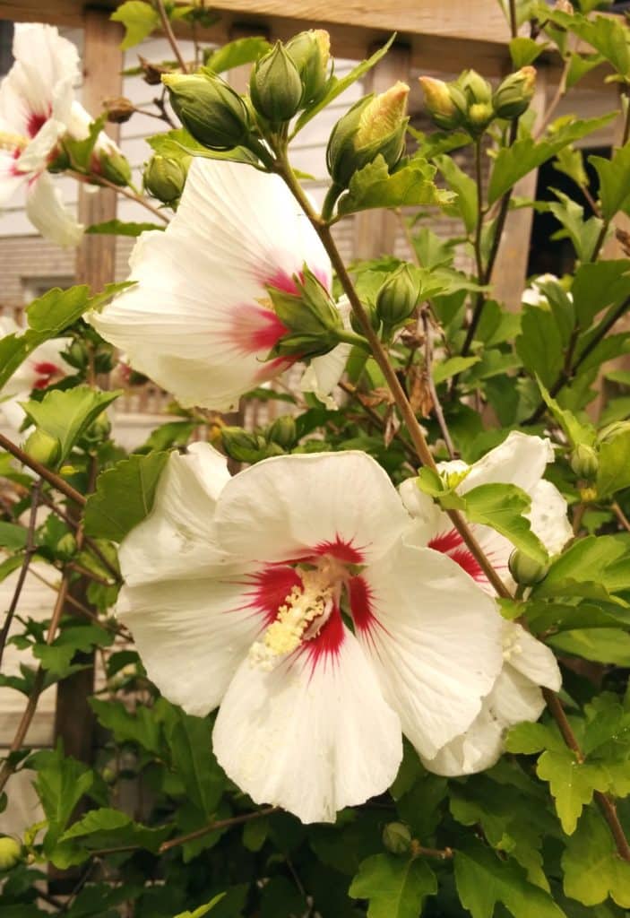 Hibiscus syriacus 'Red Heart' BambooPlants.ca