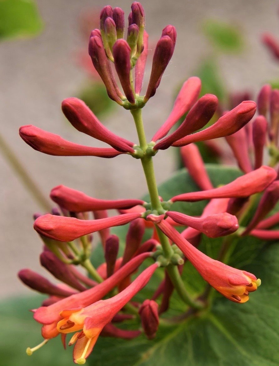 Fragrant Dropmore Scarlet Honeysuckle Plant - Coral Honeysuckle Vine Perennial