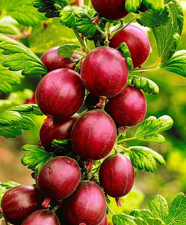 Red Gooseberry PLANTS FOR SALE Ribes uvacrispa 'Pixwell'