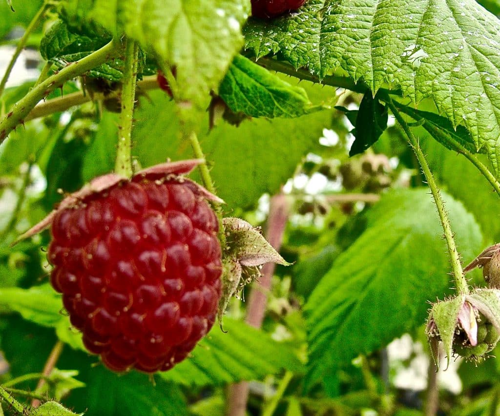 Raspberry Plants FOR SALE Rubus idaeus �AAC Eden� CANADA
