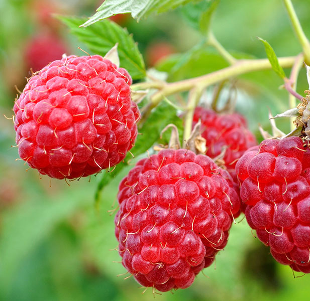Raspberry Plants FOR SALE Rubus idaeus �AAC Eden� CANADA